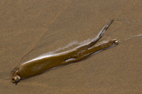 Kelp strip on sand