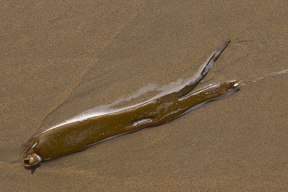 Kelp strip on sand
