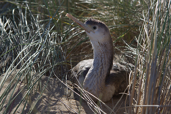 Spotted Shag juvenile 2