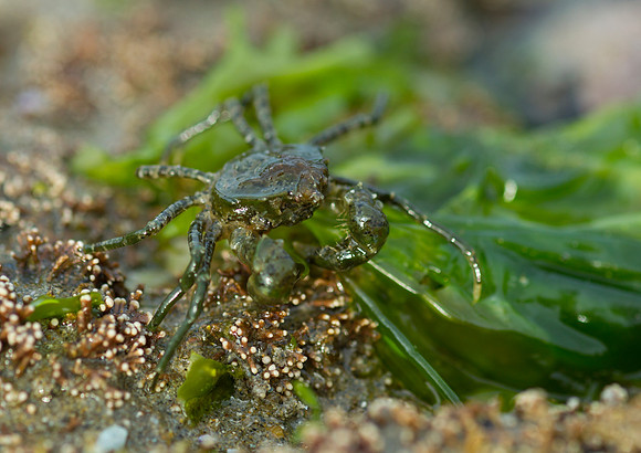 Green crab 2