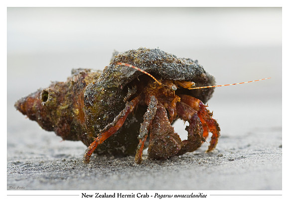 Hermit Crab