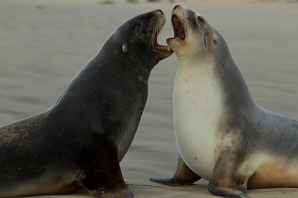 New Zealand Sea Lion 1