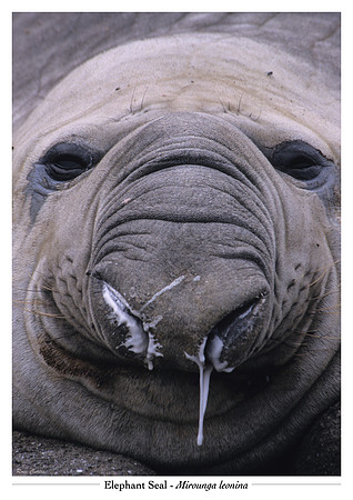 Elephant seal