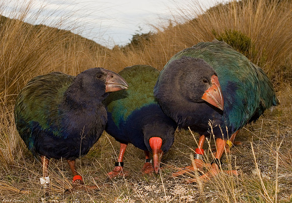 Hebe with captive-reared juveniles