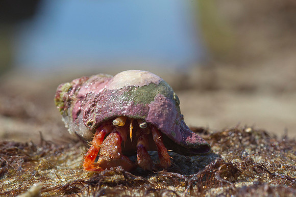 Hermit crab 9
