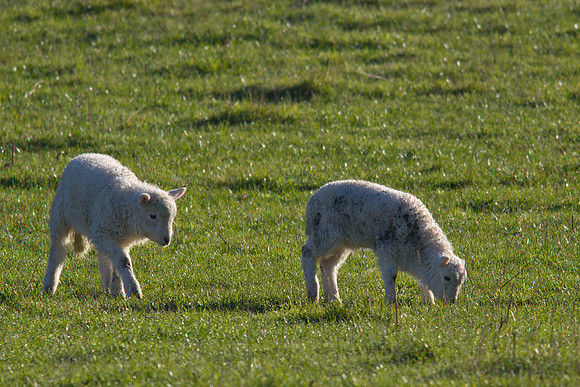 Twin lambs 2
