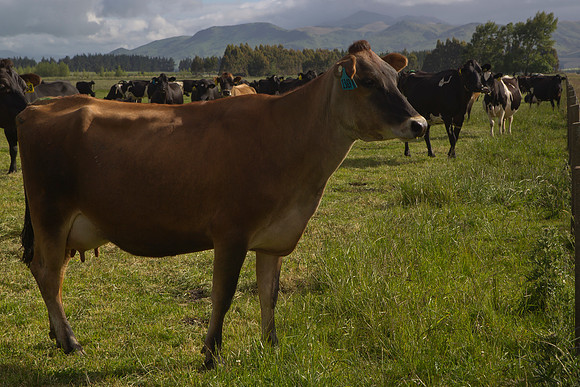 Dairy cows on the Southland Plains 1
