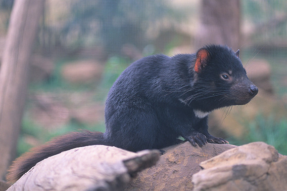 Tasmanian Devil 3