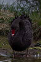Black swan 7