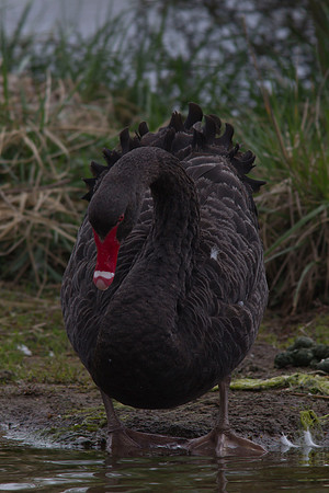Black swan 7