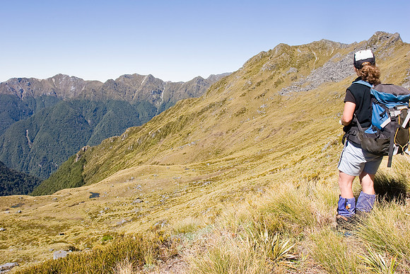 Department of Conservation staff carrying out annual takahe popu