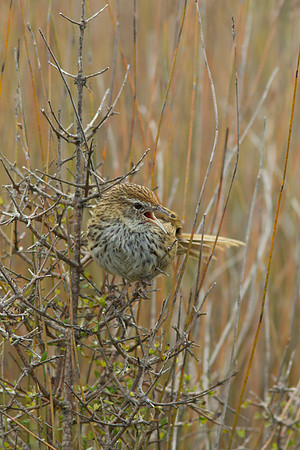 Fernbird 14