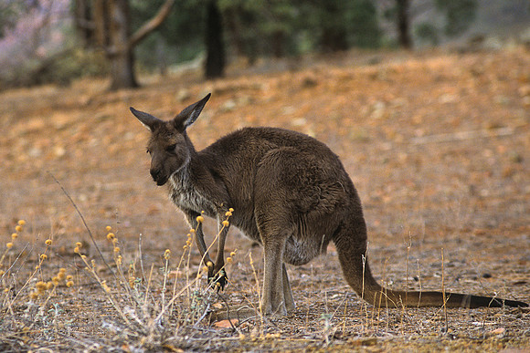 Eastern Grey Kangaroo 11