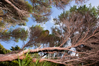 Kakapo 6