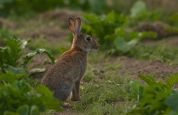 European Rabbit 2