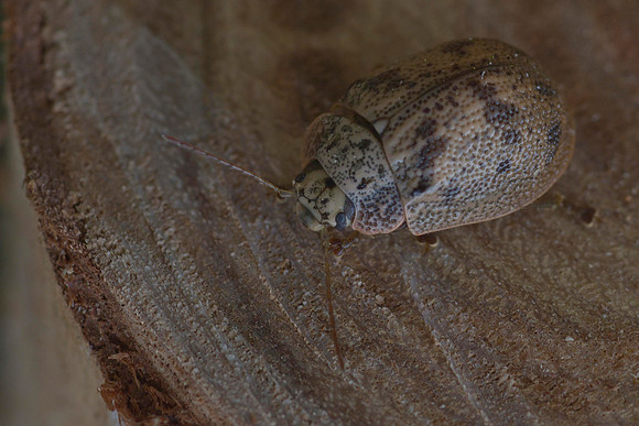 Bronze beetle 7