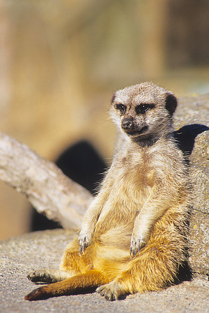 Meerkat 2