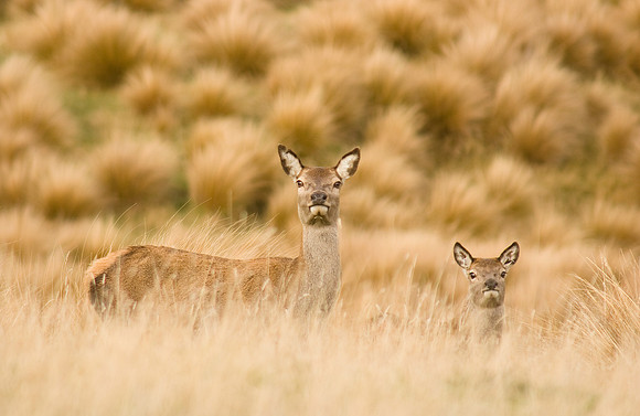 Red Deer 5