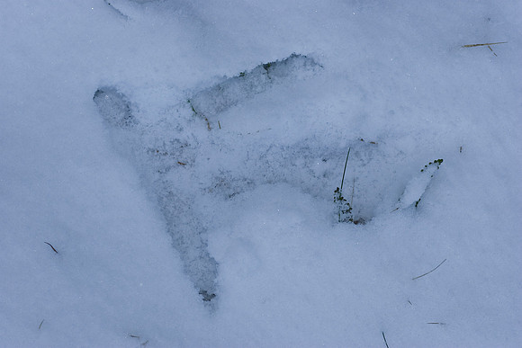 Takahe tracks in the Murchison Mountains, Fiordland