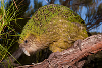 Kakapo 7