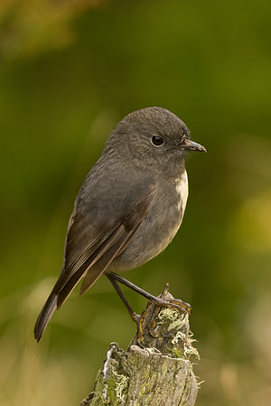 South Island Robin 1