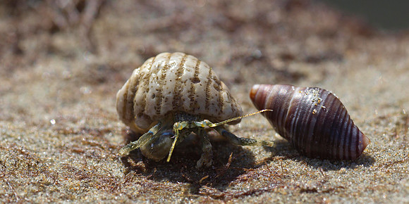 Hermit crab 15