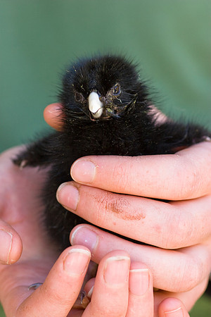 Takahe chicks in the takahe reaing unit at Burwood Bush