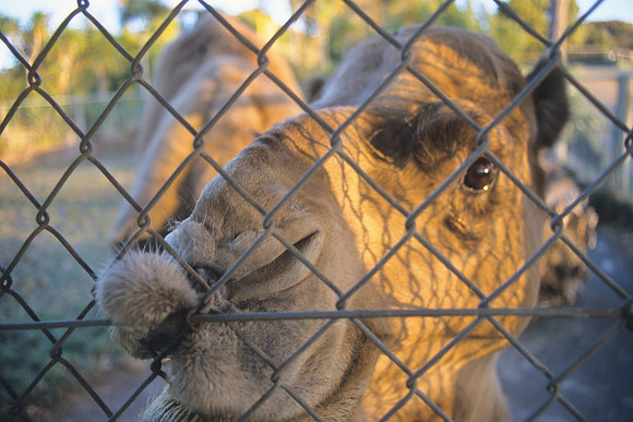'Cairo' the Arabian Camel 3