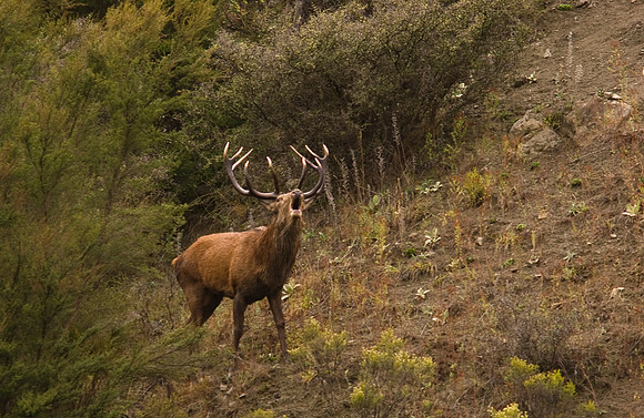 Red Deer 1