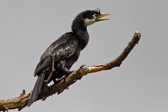 Little Shag 1