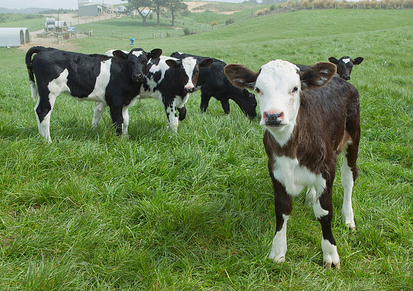 Calves at Kaka Point