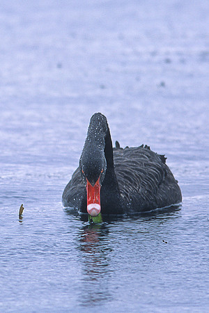 Black Swan 2