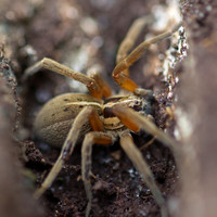 Wolf spider on log