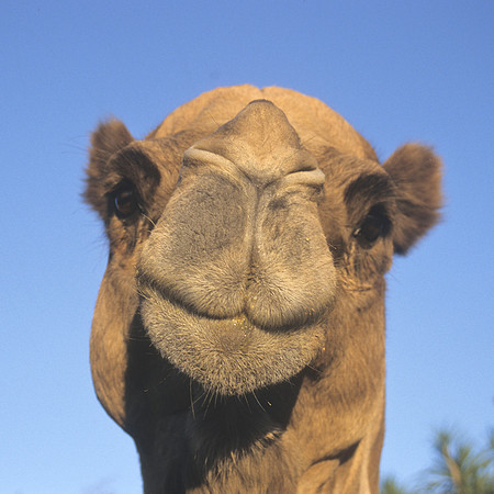 'Cairo' the Arabian Camel 2
