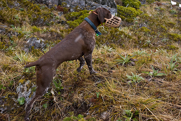 Specially trained GSP 'Fern' searching for takahe in the Murchis