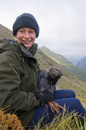 Department of Conservation staff carrying out annual takahe popu