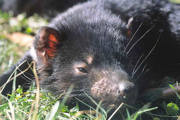 Tasmanian Devil 1