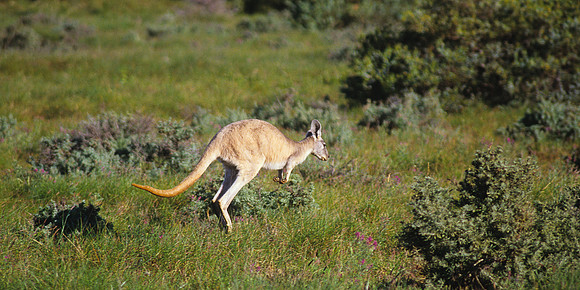 Kangaroo at Cape Range NP