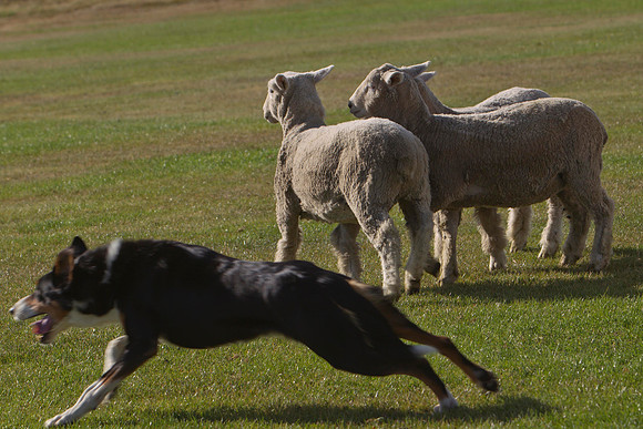 Dog trials 2