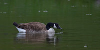 Canada Geese 3