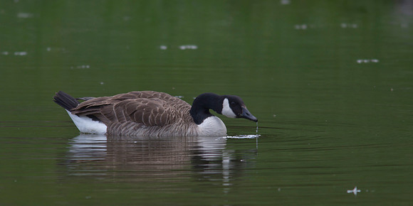Canada Geese 3