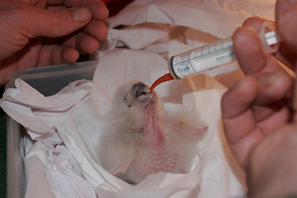 Hand-rearing kakapo chicks, Codfish Island