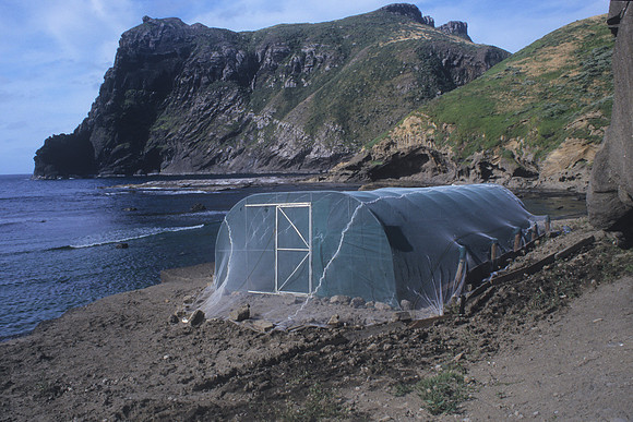 Shore Plover aviary