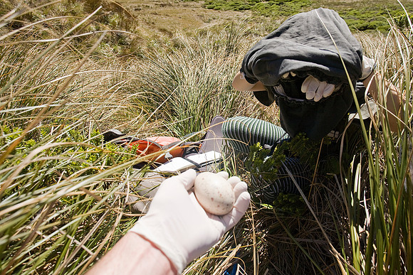 Department of Conservation staff carrying out annual takahe popu