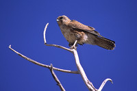 Brown Falcon 1