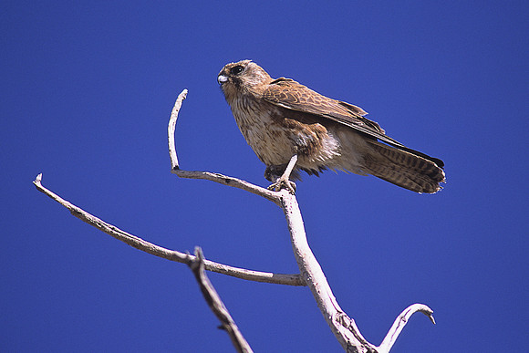Brown Falcon 1