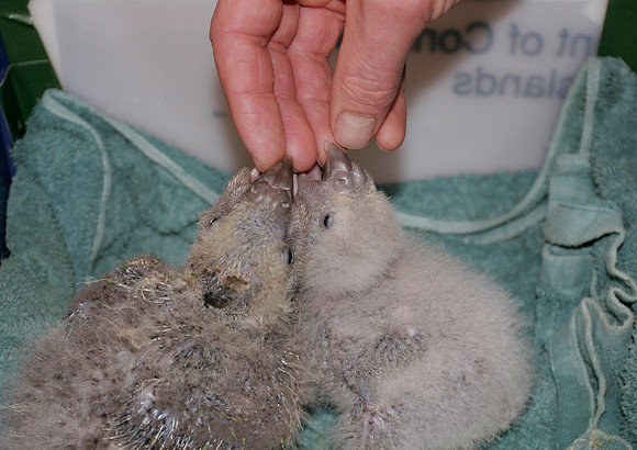 Hand-rearing kakapo chicks, Codfish Island