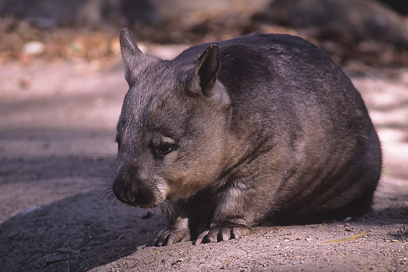 Southern Hairy-nosed Wombat 1