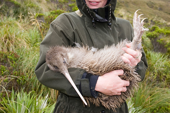 Holding a South Island Brown Kiwi, Fiordland