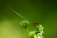 Wolf spider casting web 1